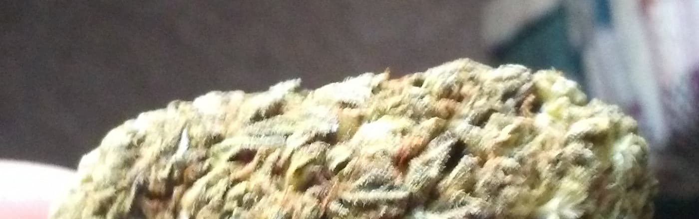 colliemangotu cover photo colliemangotu cover photo