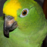 Profile picture of parrot