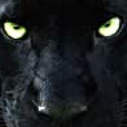 Profile picture of panther