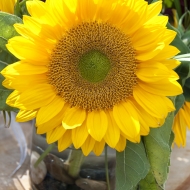 Profile picture of sunflower111
