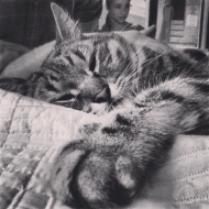 Profile picture of Tota