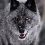 Profile picture of Delawareman