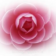 Profile picture of cynthialove