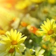 Profile picture of Sunshine
