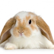 Profile picture of Kakajua