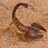 Profile picture of gwjoewatm
