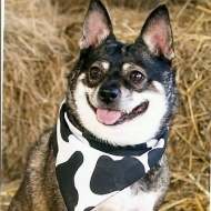 Profile picture of Wildman