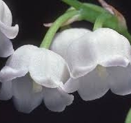 Profile picture of MayBlossom