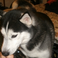 Profile picture of tysonnh