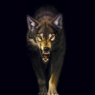 Profile picture of samir