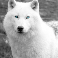 Profile picture of CottonTheWolf
