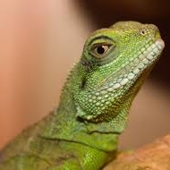Profile picture of scrapper