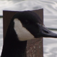 Profile picture of paddub