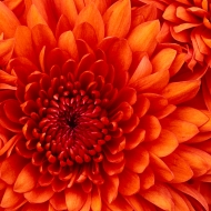 Profile picture of arnelicious