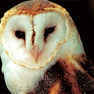 Profile picture of Pisacprojekat