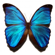 Profile picture of delvanilla