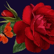 Profile picture of sajad
