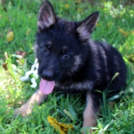 Profile picture of Thila