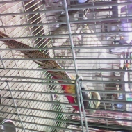 Profile picture of Aadi - rendezvouschat.com