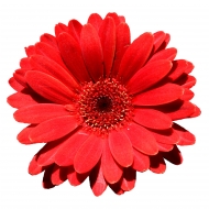 Profile picture of sweetgirl212