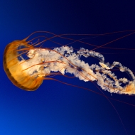 Profile picture of handsome202