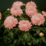 Profile picture of GIA8888