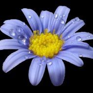Profile picture of BluCrystal