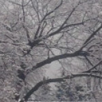 Profile picture of IceIceBaby - rendezvouschat.com