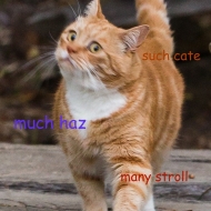 Profile picture of kittaykat