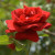 Profile picture of aslove1