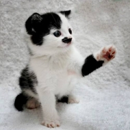 Profile picture of catlover1994